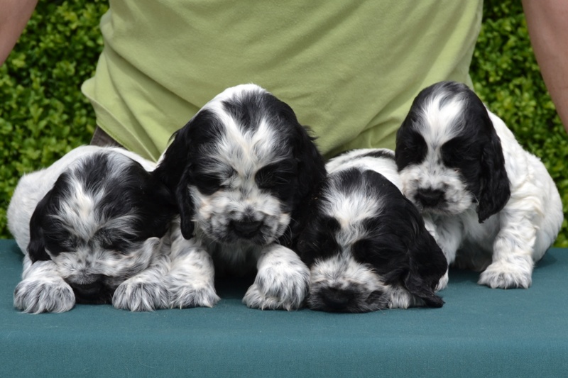 22-Chris, Chiko, Charlie, Chessy.JPG